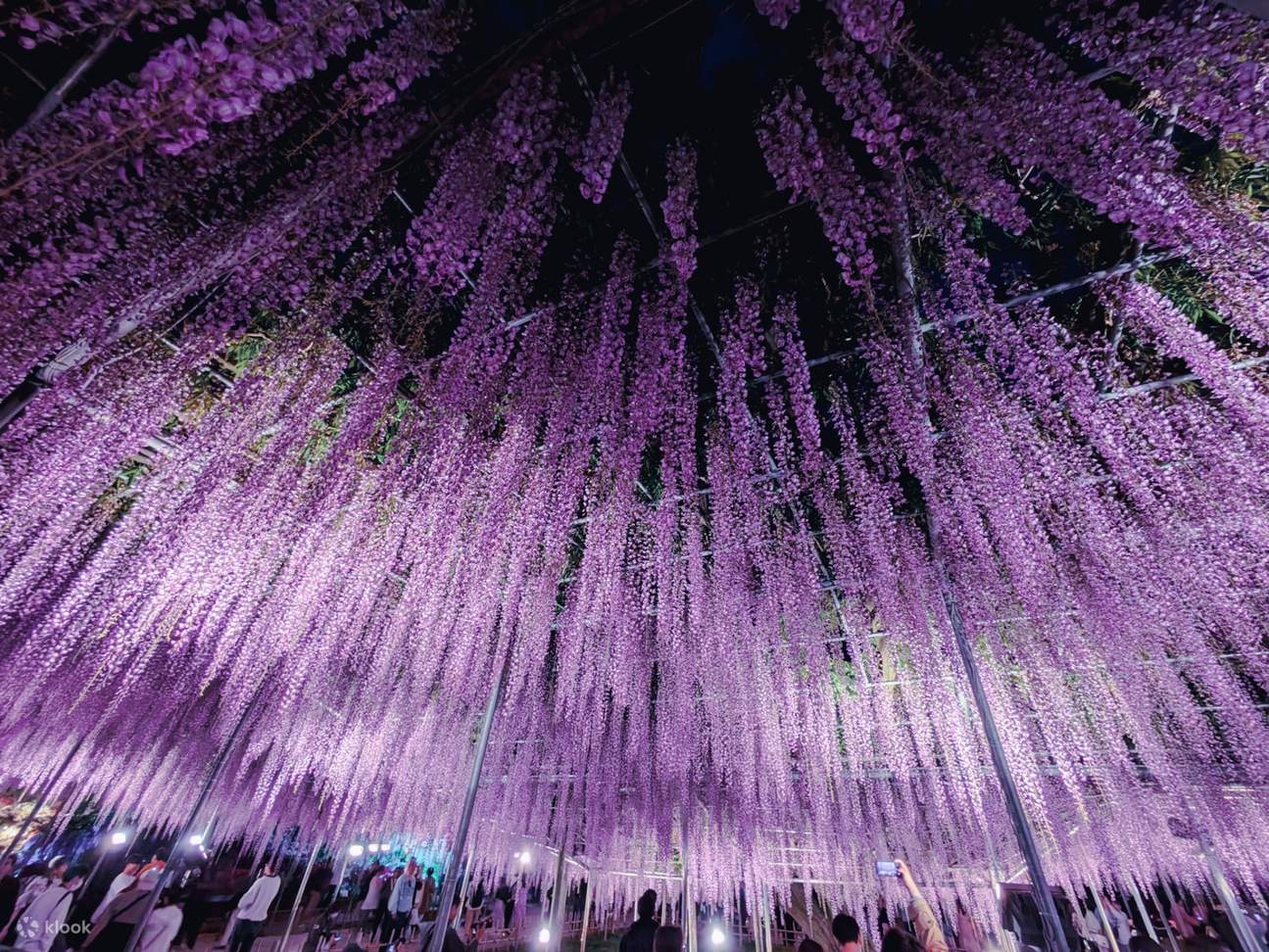 Ibaraki & Tochigi Day Trip] Ashikaga Flower Fantasy Garden